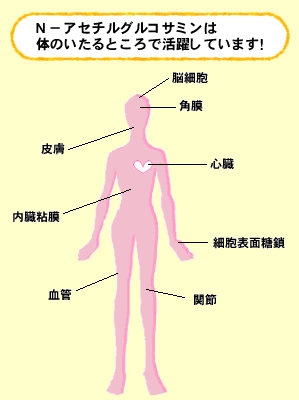 N-アセチルグルコサミンは体のいたるところで活躍しています！